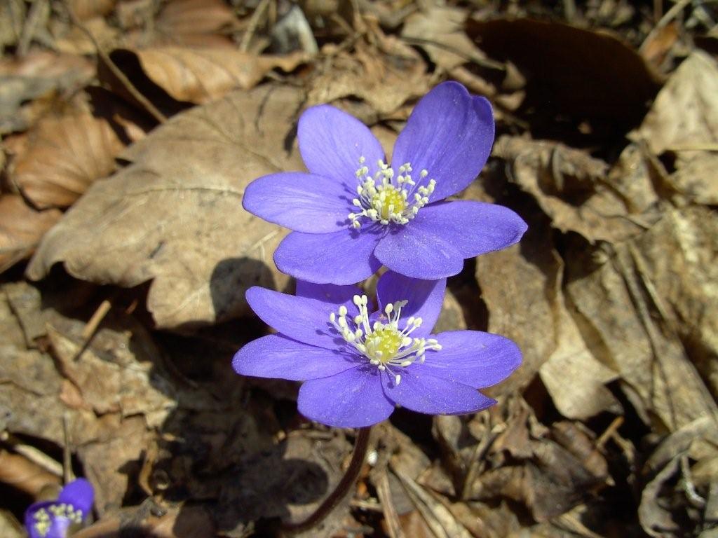 fioriture...di primavera